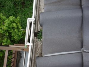 集水器に溜まったコケ